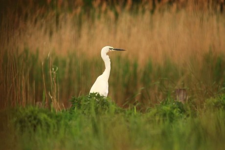 A nádasok világa - új időpontban lesznek a sóstói ökotúrák